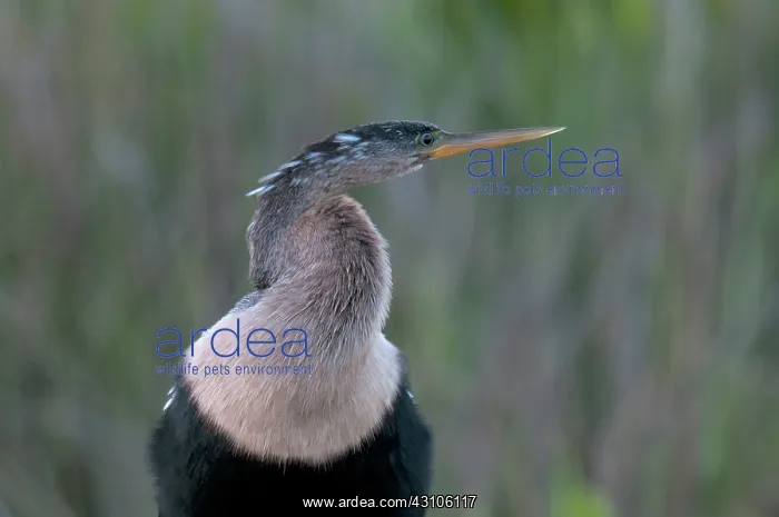 : Anhinga (Anhinga anhinga leucogaster), Florida : Anhinga (Anhinga anhinga leucogaster), Florida