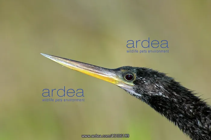 : Anhinga. Close-up of an Anhinga (Anhinga anhinga leucogaster), Florida : Anhinga. Close-up of an Anhinga (Anhinga anhinga leucogaster), Florida