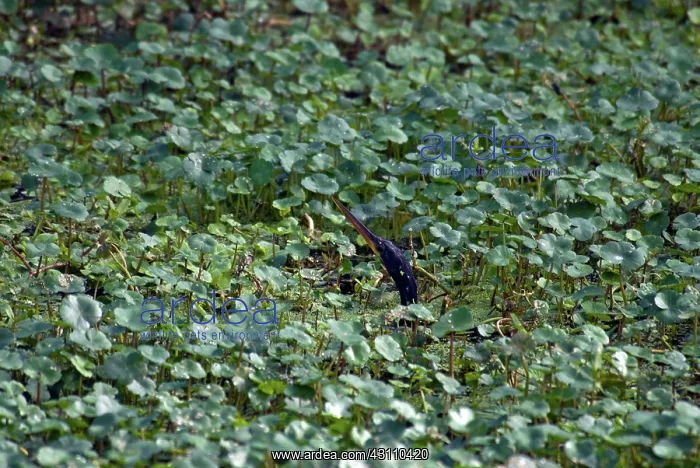 : Anhinga (Anhinga anhinga) in a swamp at Loxahatchee National Wildlife Refuge, Florida : Anhinga (Anhinga anhinga) in a swamp at Loxahatchee National Wildlife Refuge, Florida