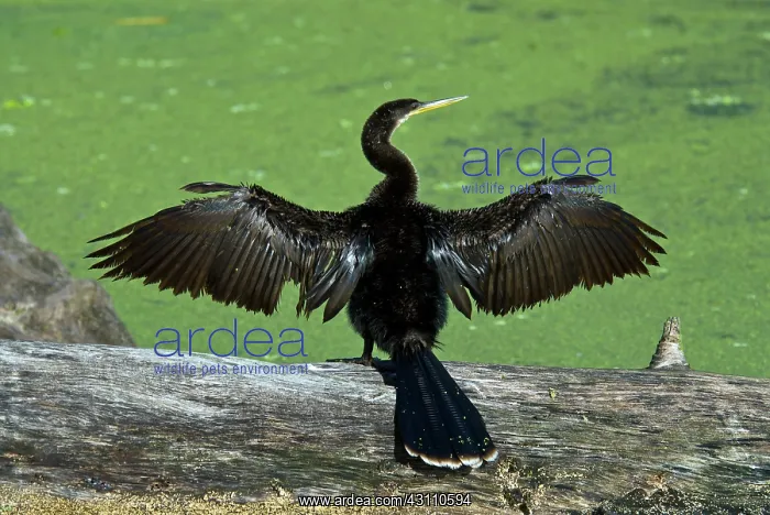 : Anhinga (Anhinga anhinga) taking flight in Loxahatchee National Wildlife Refuge, Florida : Anhinga (Anhinga anhinga) taking flight in Loxahatchee National Wildlife Refuge, Florida