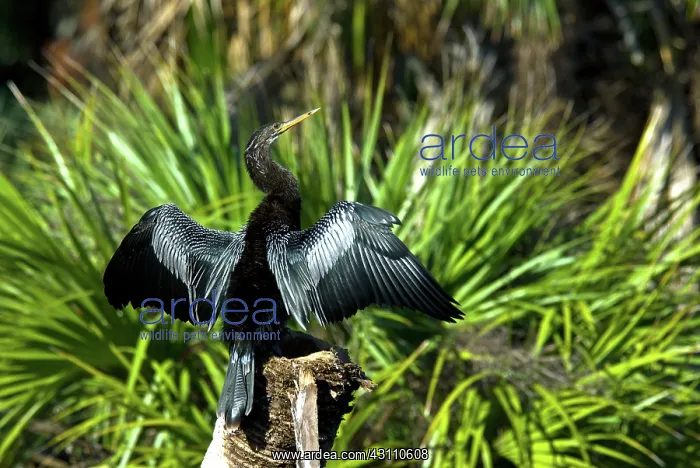: Anhinga (Anhinga anhinga) taking flight in Loxahatchee National Wildlife Refuge, Florida : Anhinga (Anhinga anhinga) taking flight in Loxahatchee National Wildlife Refuge, Florida
