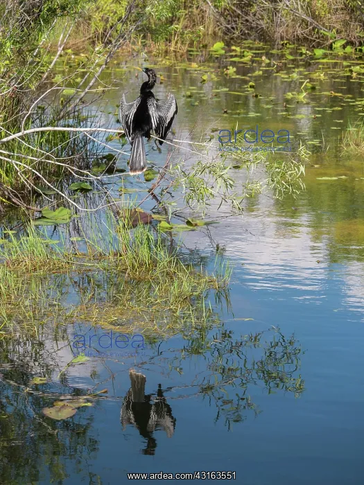 : Anhinga : Anhinga