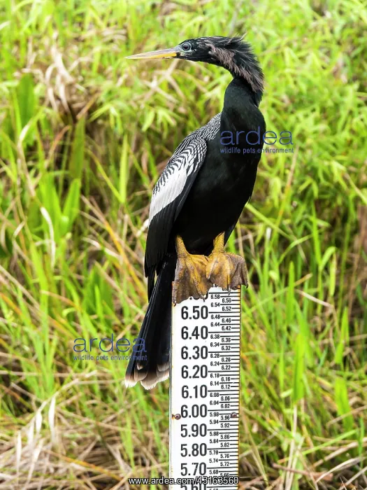 : Anhinga : Anhinga