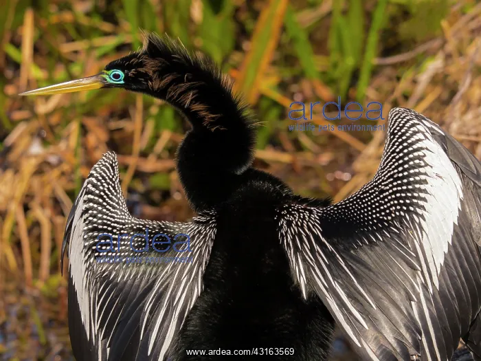  : Anhinga