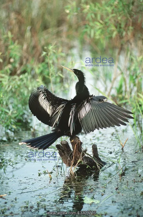 : ANHINGA / American Darter - drying feathers in sun : ANHINGA / American Darter - drying feathers in sun