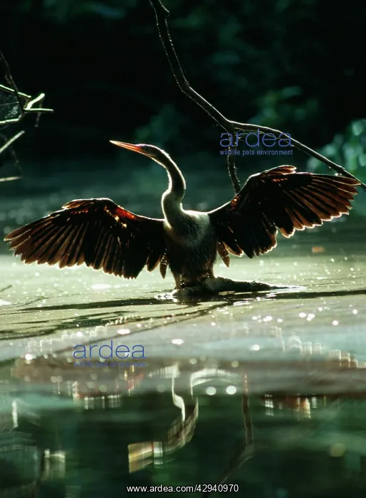 : ANHINGA / American Darter - drying wings after fishing : ANHINGA / American Darter - drying wings after fishing