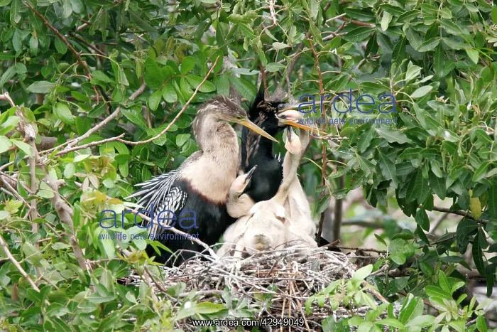 : Anhinga / American Darter - parents at nest feeding chicks : Anhinga / American Darter - parents at nest feeding chicks