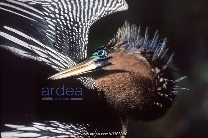: ANHINGA / American Darter - preening : ANHINGA / American Darter - preening