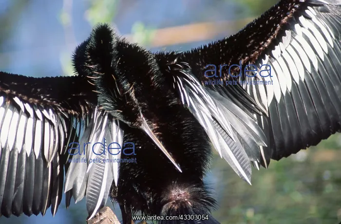 : ANHINGA / American Darter - shows preening gland : ANHINGA / American Darter - shows preening gland