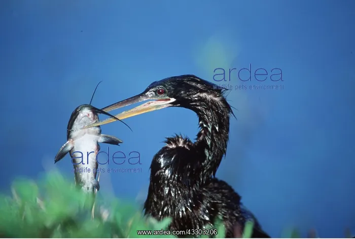 : ANHINGA / American Darter - with walking catfish in beak : ANHINGA / American Darter - with walking catfish in beak