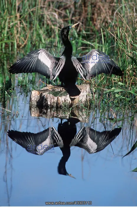: ANHINGA / American Darter - wings spread to dry feathers : ANHINGA / American Darter - wings spread to dry feathers