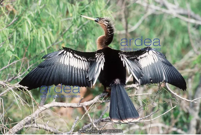  : ANHINGA  /  American Darter - wings spread to dry feathers