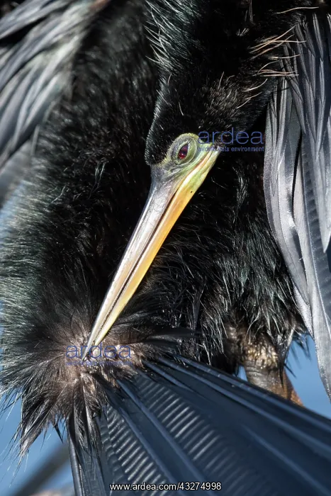 : Anhinga, Anhinga anhinga : Anhinga, Anhinga anhinga