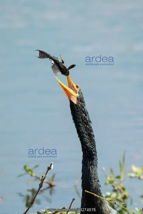 : Anhinga, Anhinga anhinga. Eating Catfish in southern Florida : Anhinga, Anhinga anhinga. Eating Catfish in southern Florida