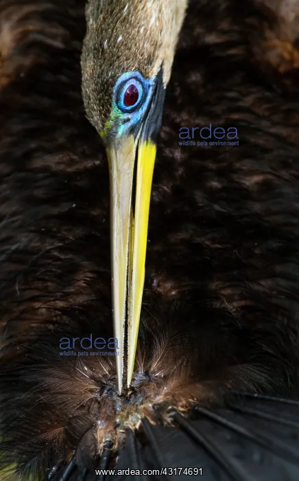 : Anhinga (Anhinga anhinga), Everglades, Florida : Anhinga (Anhinga anhinga), Everglades, Florida