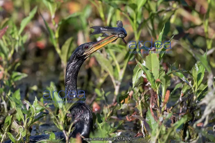 : Anhinga, Anhinga anhinga. With fish in Florida wetland in Ma : Anhinga, Anhinga anhinga. With fish in Florida wetland in Ma