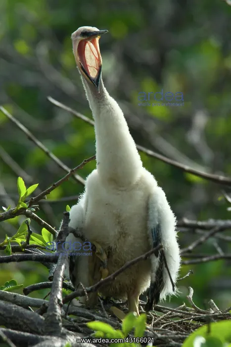 : Anhinga chick : Anhinga chick