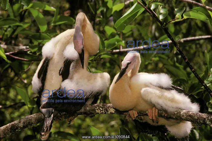: Anhinga chicks : Anhinga chicks