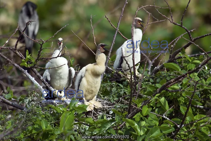 : Anhinga Chicks : Anhinga Chicks