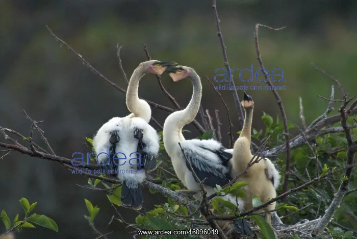 : Anhinga Chicks : Anhinga Chicks
