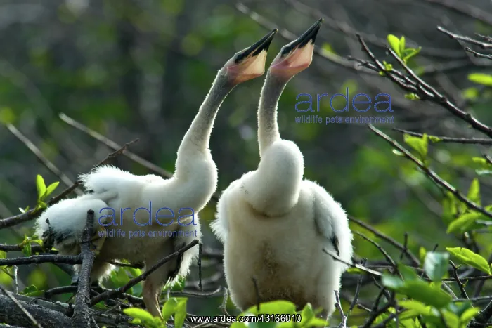 : Anhinga chicks : Anhinga chicks