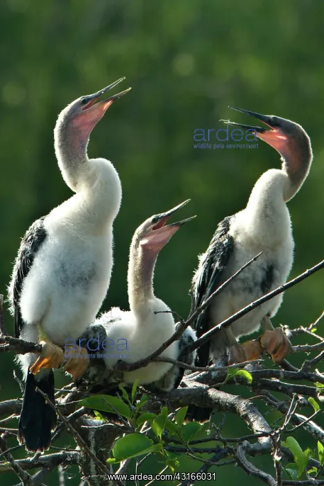: Anhinga chicks : Anhinga chicks