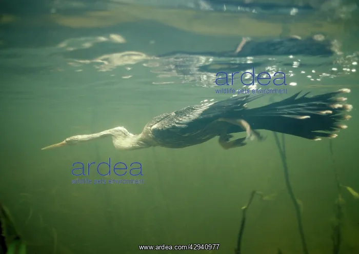  : Anhinga - Diving underwater for fish