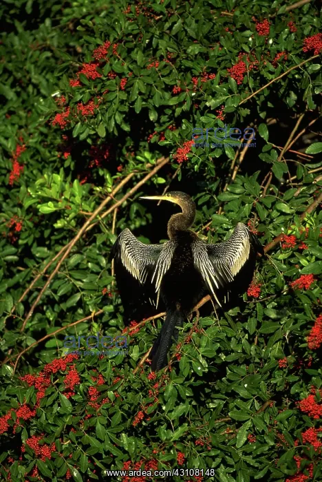 : Anhinga drying off : Anhinga drying off