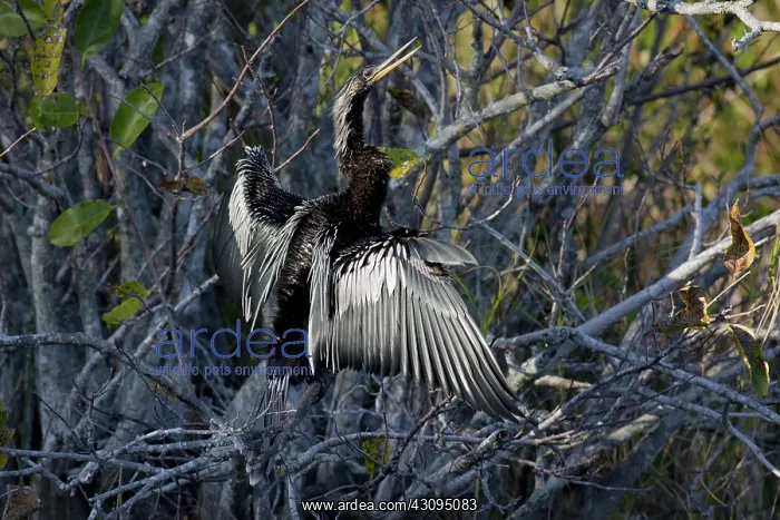 : Anhinga Drying Wings : Anhinga Drying Wings