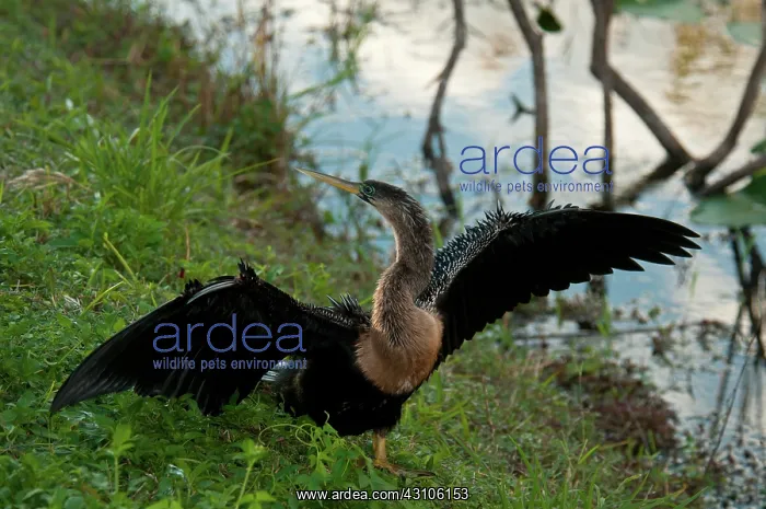 : Anhinga Drying Wings : Anhinga Drying Wings