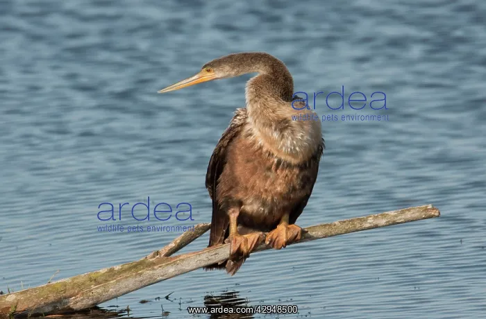 : Anhinga - female : Anhinga - female