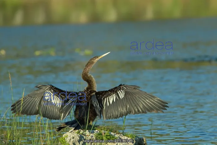 : Anhinga - female drying wings after swimming : Anhinga - female drying wings after swimming