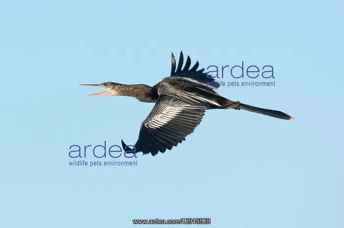 : Anhinga - female in flight : Anhinga - female in flight