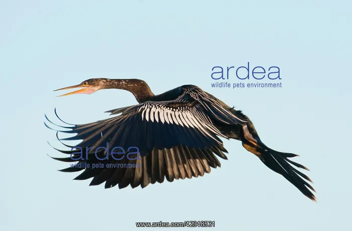 : Anhinga - female in flight : Anhinga - female in flight