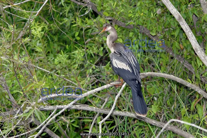 : Anhinga - female showing yellow webbed feet : Anhinga - female showing yellow webbed feet