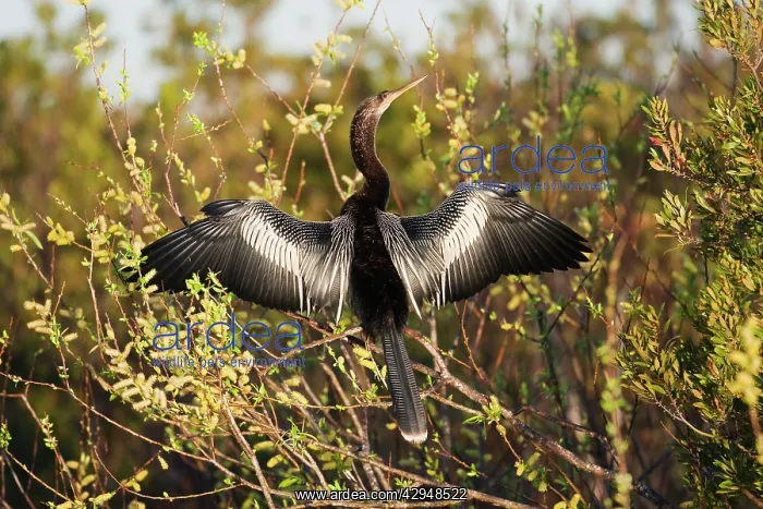 : Anhinga - female with wings open : Anhinga - female with wings open