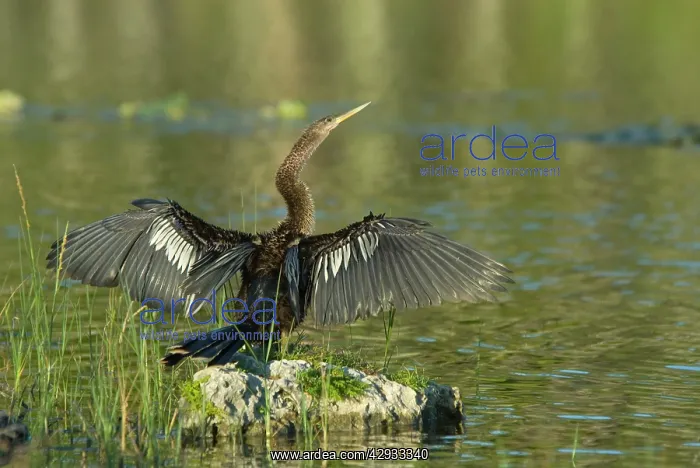: Anhinga - female with wings outstretched drying : Anhinga - female with wings outstretched drying