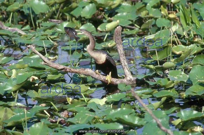 : Anhinga with Fish : Anhinga with Fish
