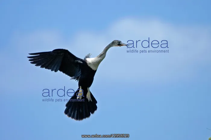 : Anhinga - In flight with twigs in beak coming in : Anhinga - In flight with twigs in beak coming in