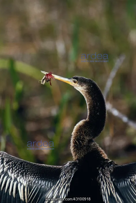: Anhinga with Litter Coiled Around Beak : Anhinga with Litter Coiled Around Beak