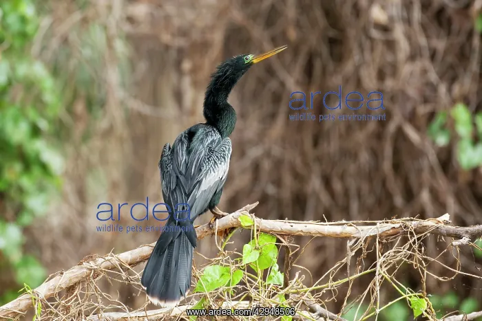 : Anhinga - male : Anhinga - male