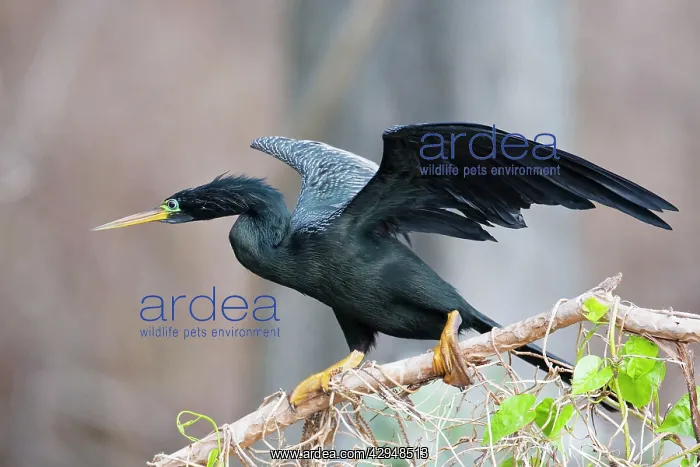 : Anhinga - male with wings open : Anhinga - male with wings open