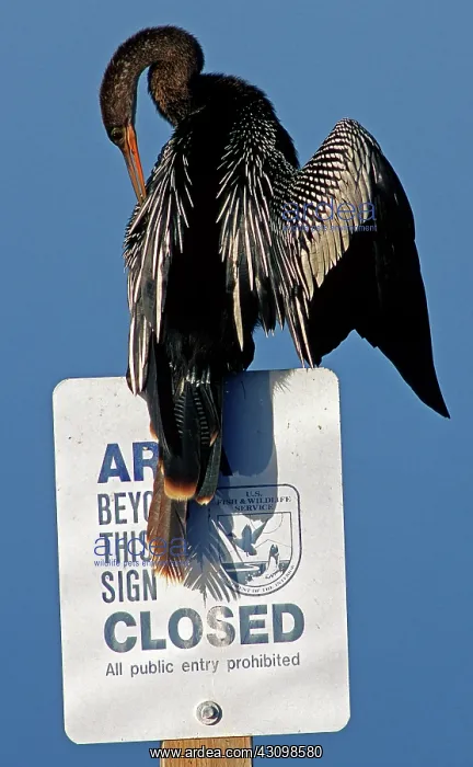 : Anhinga perched on a signpost : Anhinga perched on a signpost