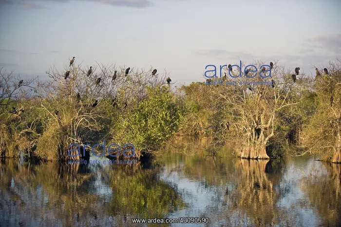 : Anhinga Rookery : Anhinga Rookery