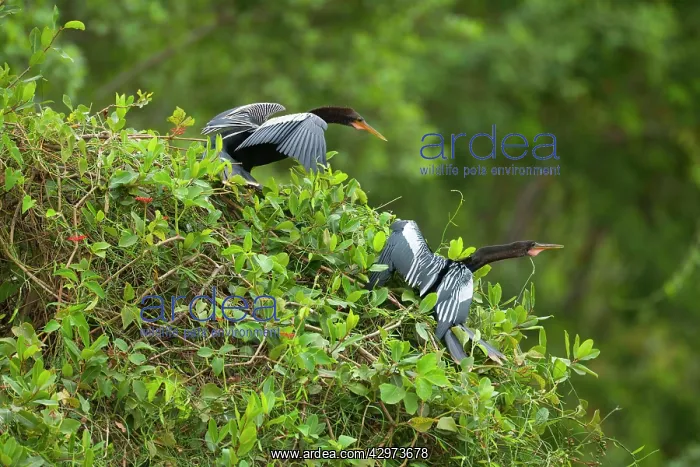: Anhinga / Snakebird - two adults perched on a tree : Anhinga / Snakebird - two adults perched on a tree