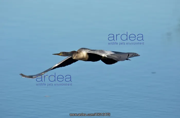: Anhinga / Snakebird / Darter / American Darter in : Anhinga / Snakebird / Darter / American Darter in