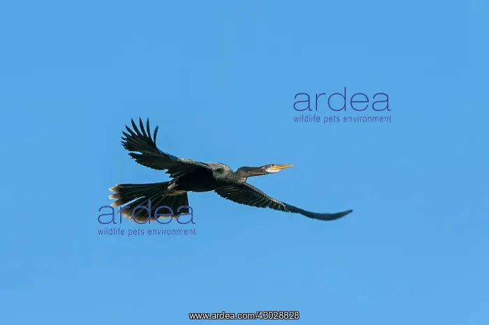 : Anhinga / Snakebird / Darter, flying, Pantanal Wetlands : Anhinga / Snakebird / Darter, flying, Pantanal Wetlands