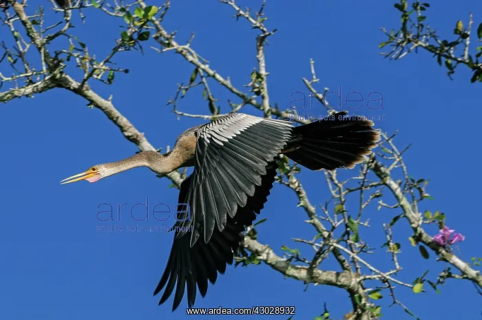 : Anhinga / Snakebird / Darter, flying, Pantanal Wetlands : Anhinga / Snakebird / Darter, flying, Pantanal Wetlands
