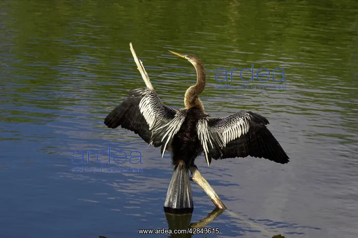 : Anhinga / Snakebird - Drying wings : Anhinga / Snakebird - Drying wings
