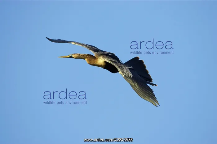 : Anhinga / Snakebird - In Flight : Anhinga / Snakebird - In Flight